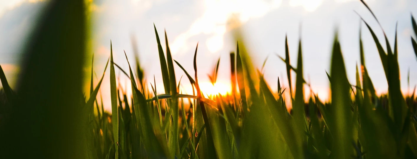 Photo of a sunset from the viewpoint of blades of grass.